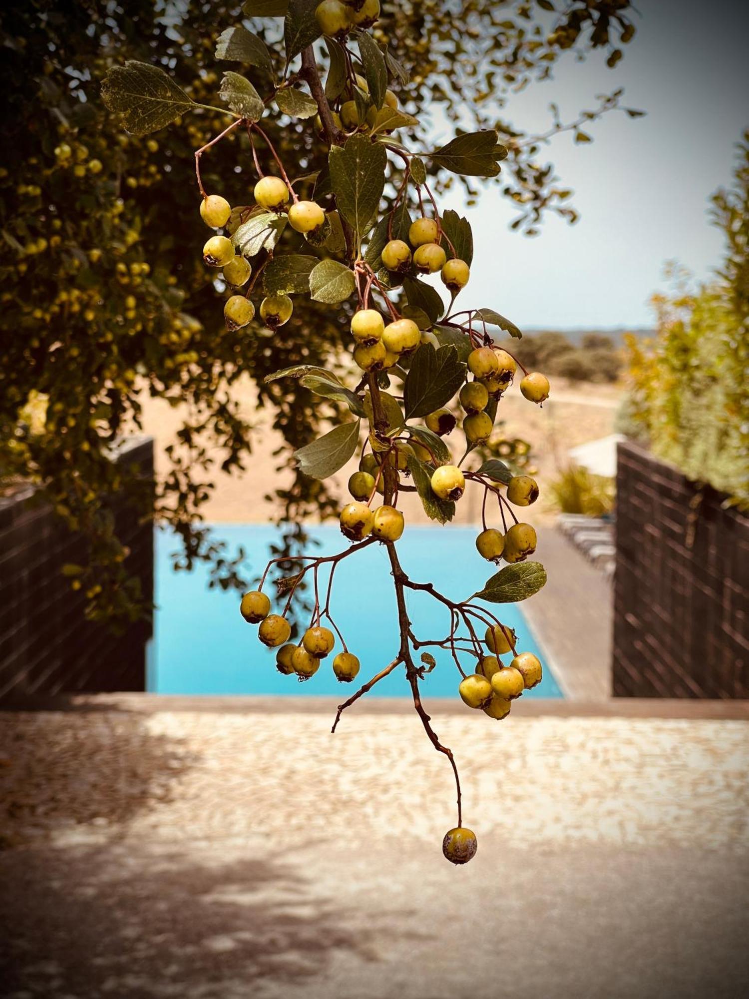 Herdade Da Cortesia Hotel Aviz Bagian luar foto
